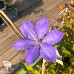 Клематис Калцедони