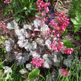 Сверхвыгодный микс! Гейхера Свирлинг Фэнтэзи + Гейхера Марс + Гейхера Пино Грис