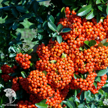 Фото Пираканта Мохави