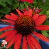 Эхинацея Дикси Скарлет фото 2 