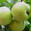 Яблоня карликовая Юнга фото 5 