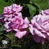 Роза чайно-гибридная Шарль де Голь фото 1 