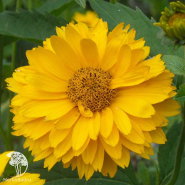 Гелиопсис Саммер сан (вид шероховатый, желтый)