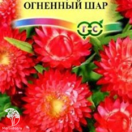 Гелихризум Огненный шар