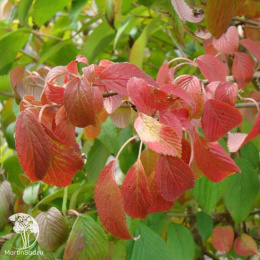 Калина складчатая Килиманджаро