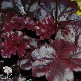 Сверхвыгодный микс! Гейхера Блэк Таффета + Гейхера Обсидиан +  Гейхера Палас Пурпл