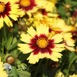 Кореопсис грандифлора Андиамо Еллоу Вив Ред