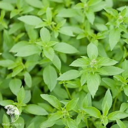 Базилик Аромат Лимона (для кулинарии)