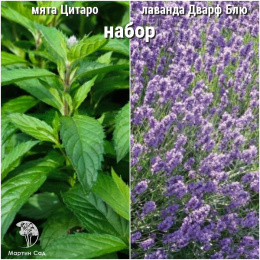 Набор для чая мята Цитаро + лаванда Дварф Блю