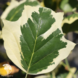 Лириодендрон тюльпанный Сноубёрд