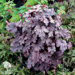 Сверхвыгодный микс! Гейхера Плам Каскад + Гейхера Фростед Вайолет + Гейхера Регина