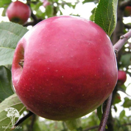 Яблоня Раннее Алое