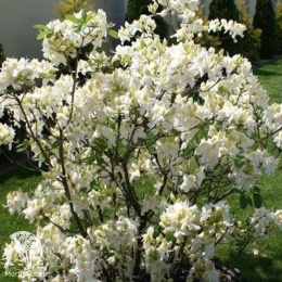 Азалия крупноцветковая  Шнееголд