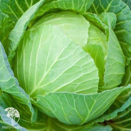 Капуста белокоч. Июньская (ранняя)