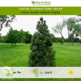 Сосна черная Грин Тауэр