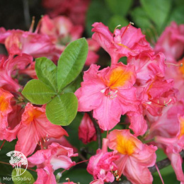 Азалия гибридная Джуанита