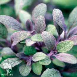 Шалфей лекарственный Перпл Бьюти