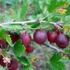 Крыжовник Маяк фото 4 