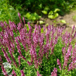 Шалфей луговой Малиновый