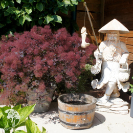  Скумпия кожевенная Даски Майден