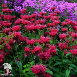 Набор для ароматной грядки монарда Махогани + Фаербол + Жевиттерволк