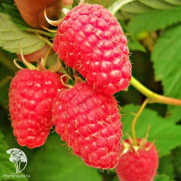 Фото Малина ремонтантная Красная Гвардия