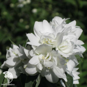 Фото Чубушник Комсомолец