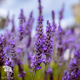 Набор для ароматной грядки лаванда Манстэд + Гроссо + Альба