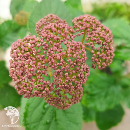 Гортензия древовидная Эко Пинк Пафф