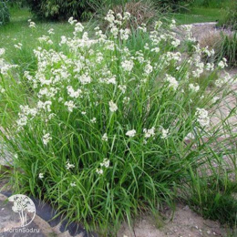 Ожика снежно-белая