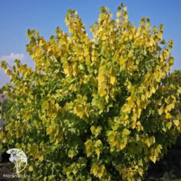  Тополь канадский Серотина Аурея