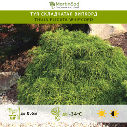 Туя складчатая Випкорд