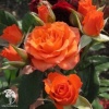Роза спрей (миниатюрная) Алегрия фото 1 