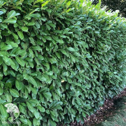 Лавровишня обыкновенная Элли