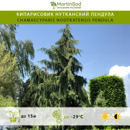 Кипарисовик нутканский Пендула