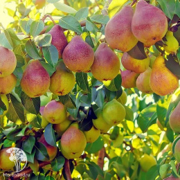 Груша Кафедральная