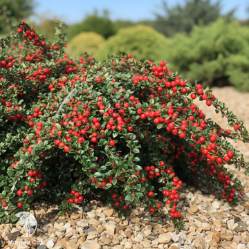 Фото Кизильник горизонтальный Боер