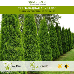 Туя западная Спиралис