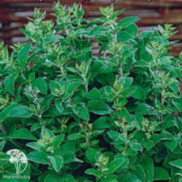 Майоран садовый Букет невесты