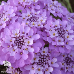 Иберис Гранат