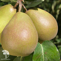 Груша Бере русское