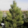 Сосна жёлтая Пондероза в контейнере