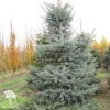 Ель колючая Глаука Вартбург фото 1 