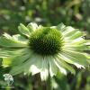 Эхинацея Грин Джевел фото 1 