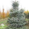 Ель колючая Глаука Вартбург фото 1 
