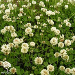 Клевер белый "Зеленый ковер"