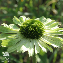 Эхинацея Грин Джевел