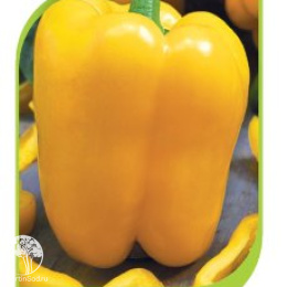 Перец Тевере F1 (Саката)