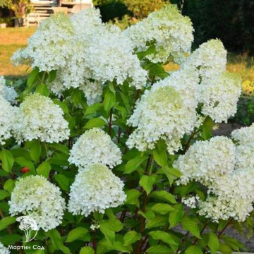 Фото Гортензия метельчатая Минти Спирит