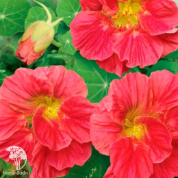 Настурция Вишенка серия Розовые сны